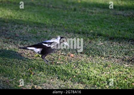 Una torta australiana su un pezzetto di erba, guardando verso il basso la terra prima che si cazzi intorno per il cibo Foto Stock