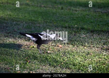 Una magpie australiana che pende in una zona erbosa, subito dopo aver picchiato al suolo, con una lama d'erba sul becco Foto Stock