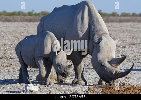 Rinocerosi nere (Diceros bicornis), giovane camminando accanto ad un polmone da sniffing femminile adulto, Etosha National Park, Namibia, Africa Foto Stock