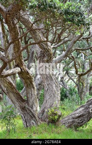 Fitta foresta di tronchi e rami di alberi di pohutukawa nativi curvi con erba verde e arbusti tra di loro. Foto Stock