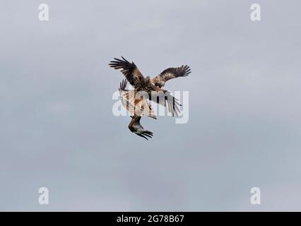 Tre Red Kites; Milvus milvus; in disputa aerea, Argaty, Scozia, REGNO UNITO Foto Stock