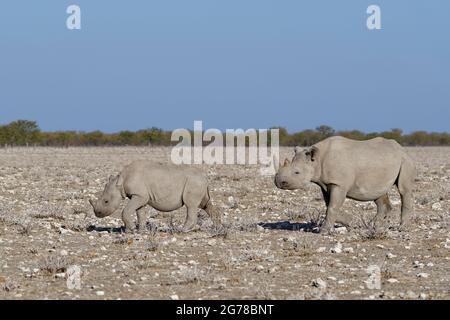 Rinocerosi nere (Diceros bicornis), due giovani, a piedi in praterie secche, Etosha National Park, Namibia, Africa Foto Stock