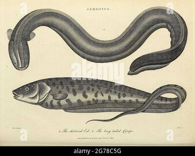 Gymnotus (Knifefish band) è un genere di pesci neotropici d'acqua dolce della famiglia Gymnotidae che si trova ampiamente in America del Sud, America Centrale e Messico meridionale incisione di copperplate dall'Enciclopedia Londinensis o, dizionario universale di arti, scienze e letteratura; Volume IX; a cura di Wilkes, Giovanni. Pubblicato a Londra nel 1811 Foto Stock