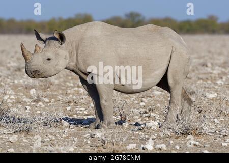 Rinoceronte nero (Diceros bicornis), giovane, in piedi in prateria secca, allerta, Etosha National Park, Namibia, Africa Foto Stock