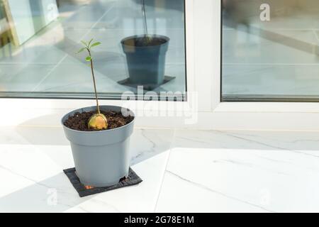 Albero crescente di avocado dalla fossa interna sul balcone. Giovane pianta di avocado in una pentola grigia con spazio di copia. Giardinaggio domestico, cibo crescente nel concetto domestico Foto Stock