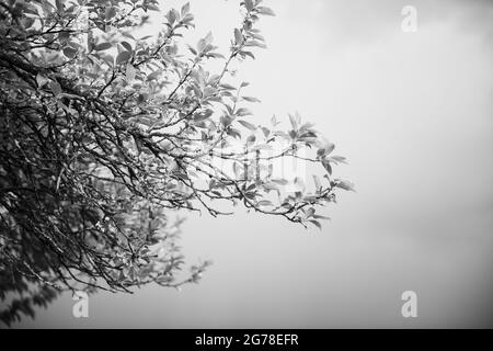 Rami, primavera, albero, piante Foto Stock