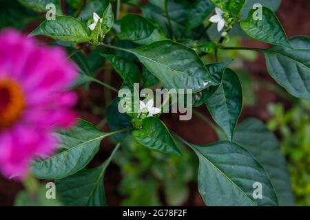 Peperone pianta, fiori verde, rosa, bianco, organico, autocoltivazione Foto Stock