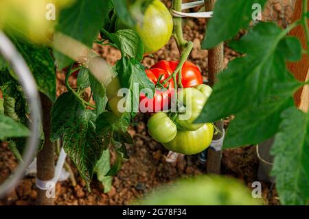 Pomodori, serra, suolo, giardino, organico, autocoltivazione Foto Stock