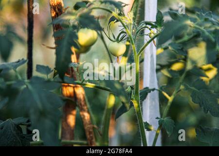 Pomodori, serra, auto-coltivazione, giardino biologico Foto Stock