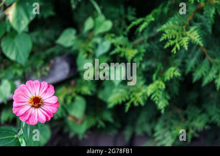 Fiore, giardino, verde, rosa, bello Foto Stock