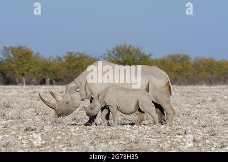 Rinocerosi nere (Diceros bicornis), femmina adulta che si nutrono sull'erba accanto a una giovane passeggiata, Etosha National Park, Namibia, Africa Foto Stock
