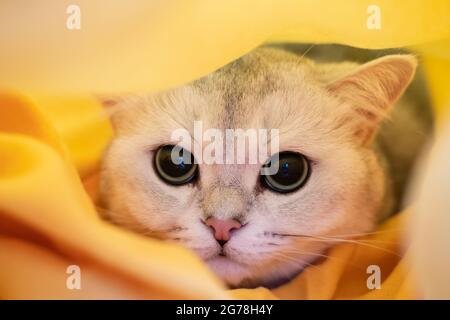 Gatto nello stress e nella depressione, era spaventato e nascosto in una plaid gialla. Concetto psicologico. Animali che si preparano per l'inverno freddo. Foto Stock