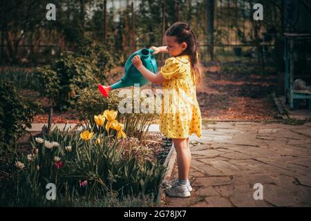 una bambina di cinque anni in un vestito giallo bagna tulipani gialli da un annaffiatoio nel giardino al caldo sole del tramonto e aiuta i suoi genitori a. Foto Stock