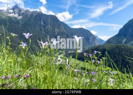 Europa, Austria, Tirolo, Ötztal Alpi, Ötztal, Oetz, vista da un prato di montagna fiorito sopra Oetz fino all'Acherkogel Foto Stock
