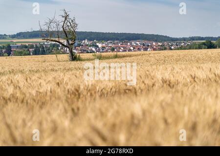 Europa, Germania, Baden-Wuerttemberg, distretto di Ludwigsburg, Biegheim-Bissingen, Vista sui campi di Bissingen Foto Stock