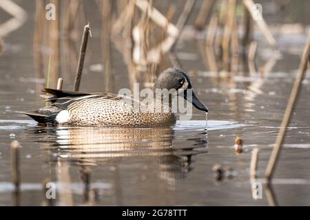 Un Blue Winged Teal fotografato lungo la riva del torrente Strawberry presso la Door County Land Trust Sturgeon Bay Ship Canal Preserve nella Door County WI Foto Stock