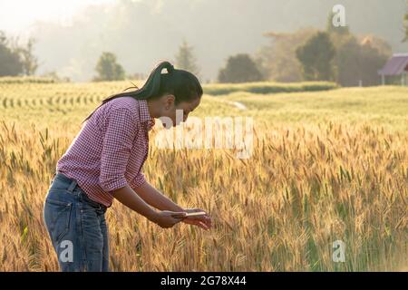 La mano del coltivatore tocca il cereale. Giovane agronomo asiatico in piedi in Beauty campo di grano maturo d'oro al tramonto. Utilizzando un tablet digitale. Internet com moderno Foto Stock