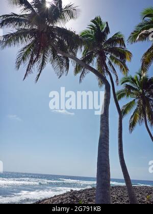 Monumento naturale Half Moon Caye, Belize, America Centrale Foto Stock
