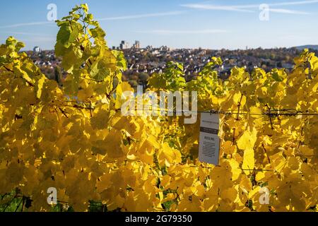 Europa, Germania, Baden-Wuerttemberg, Stoccarda, vista sui vigneti autunnali di Stoccarda-Hofen Foto Stock