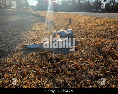 Roadkill corpo di un cervo morto con sangue e strada nella caduta nella Georgia rurale Foto Stock
