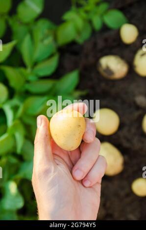 Coltivatore tiene patate appena raccolte nel campo. Raccolta, raccolta. Verdure biologiche. Agricoltura e agricoltura. Patate. Messa a fuoco selettiva. Foto Stock