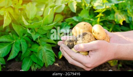 Coltivatore tiene patate appena raccolte nel campo. Raccolta, raccolta. Verdure biologiche. Agricoltura e agricoltura. Patate. Messa a fuoco selettiva. Foto Stock