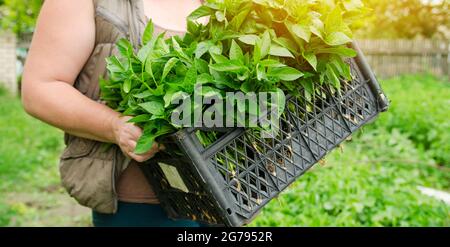Il contadino tiene in mano una scatola con giovani pianta di pepe. Piantando verdure nel campo. Agricoltura e agricoltura. Agroalimentare. Selettivo Foto Stock