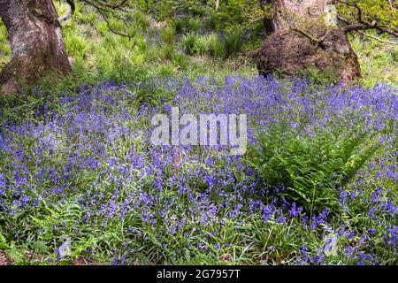 Bluebells in un antico legno di quercia sulle brughiere di North York Foto Stock