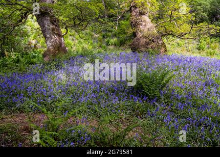 Bluebells in un antico legno di quercia sulle brughiere di North York Foto Stock