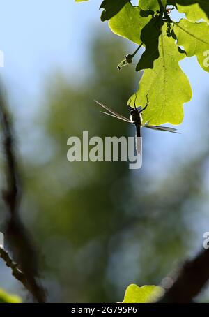 A dragonfly hanging on oak leaf on warm and sunny day Foto Stock