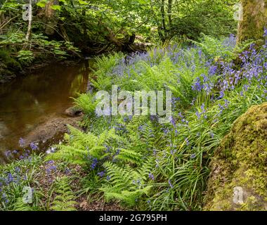 Bluebells in un antico legno di quercia sulle brughiere di North York Foto Stock