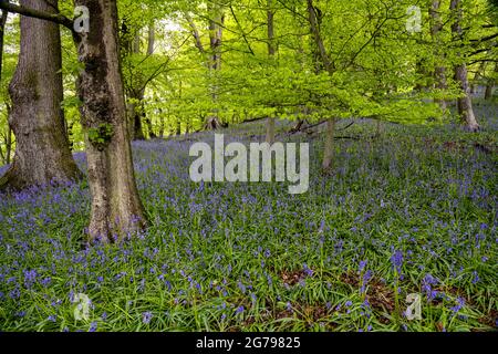 Bluebells in antichi boschi sulle North York Moors Foto Stock