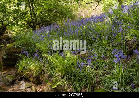 Bluebells in antichi boschi sulle North York Moors Foto Stock