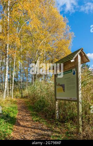 Germania, Baden-Wuerttemberg, Illmensee, alberi di betulla sul sentiero natura Illmensee, bordo didattico sul percorso lungo il fiume. L'Illmensee si trova nell'area FFH 8122-342 'Pfrunger Ried und See bei Illmensee'. Nella riserva naturale si trova l'altopiano del lago dell'era glaciale con l'Illmensee, il Ruschweiler See e il Volzer See. Foto Stock