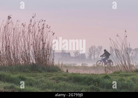 Impressioni di un'escursione primaverile all'alba e alla nebbia in Sud Olanda nella regione di Alblasserwaard Vijfheerenlanden vicino a Kinderdijk: Ciclisti silhouette tra canne, mucche in background Foto Stock