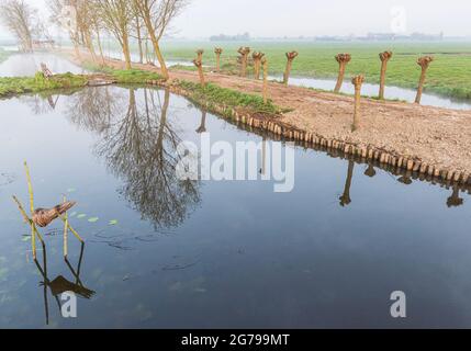 Impressioni di un'escursione primaverile all'alba e alla nebbia in Sud Olanda nella regione di Alblasserwaard Vijfheerenlanden vicino a Kinderdijk: Salici di Pollard, appena potati e un cestino d'anatra in acqua Foto Stock