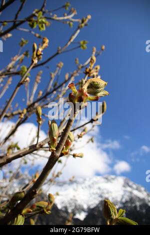 Le gemme della castagna con le nuove foglie e fiori in primavera di fronte ai Monti Karwendel, cielo azzurro, Germania, Baviera, alta Baviera, Alpi, colline alpine, Werdenfels, Werdenfelser Land Foto Stock