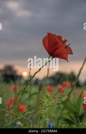 Fiore di papavero, fiore di papavero al tramonto a Schleswig-Holstein, Germania Foto Stock