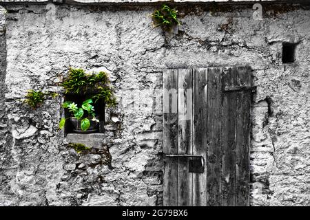 Anche le piante verdi iniziano a crescere fuori dal muro, piccola capanna in pietra con porta in legno, Lombardia Foto Stock