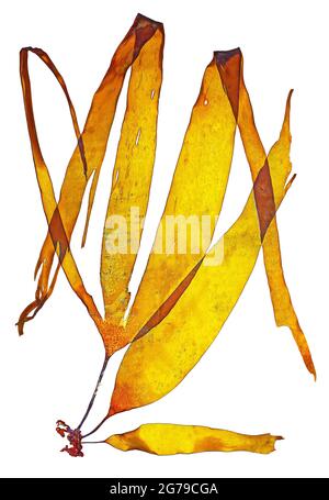 Laminaria digitata (Hudson) JV Lamouroux, alga bruna (Phaeophyceae) Foto Stock