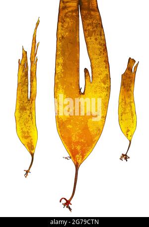 Laminaria digitata (Hudson) JV Lamouroux, alga bruna (Phaeophyceae) Foto Stock