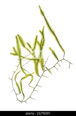 Caulerpa taxifolia (M. Vahl) Agard, alga verde (clorofita, Ulvophyceae) Foto Stock