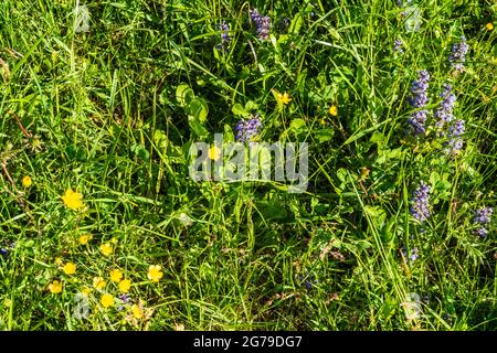 Waidhofen an der Ybbs, fiori Kriechender Günsel (Ajuga reptans) e Scharfer Hahnenfuß (Ranunculus acris) al prato nella regione di Mostviertel, Niederösterreich / bassa Austria, Austria Foto Stock