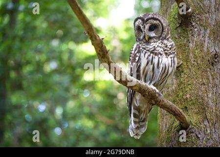 Northern Barred Owl (Strix varia), conosciuto anche come Hoot Owl, che si trova su un ramo di alberi nelle North Georgia Mountains al Vogel state Park. (STATI UNITI) Foto Stock