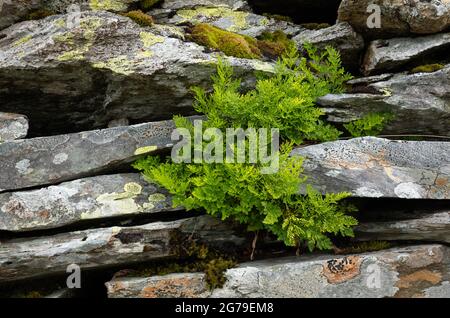 Prezzemolo Fern Cryptogramma crisspa in una parete di ardesia a Passo di Honister nel Distretto del Lago UK - un calcio forte che non tollera un pizzico di calce Foto Stock