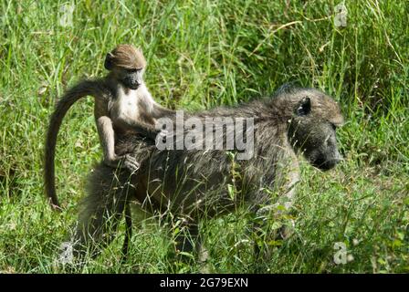 Chacma Baboon adulto (Papio ursinus) che porta il bambino sulla schiena in erba lunga. Vicino al campo di riposo di Skukuza e al Parco Nazionale di Kruger. Foto Stock