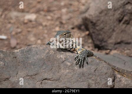 Testa e artigli anteriori di nero e giallo Nile Water Monitor Lizard (Varanus niloticus) crogiolarsi su una roccia. Vicino al campo di riposo di Skukuza e al Parco Nazionale di Kruger. Foto Stock