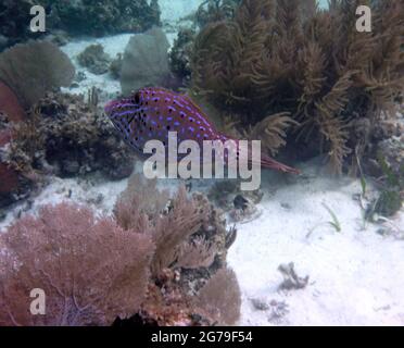 Riserva marina di Hol Chan, Belize c.a. Foto Stock