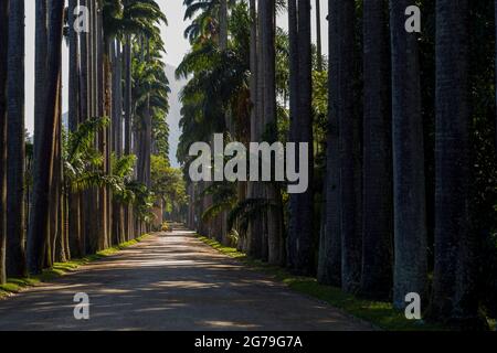 Viale delle palme reali (palme di Roystonea oleracea) presso il Jardim Botanico (Giardino Botanico), situato nel quartiere Jardim Botânico nella zona sud di Rio de Janeiro, Brasile Foto Stock