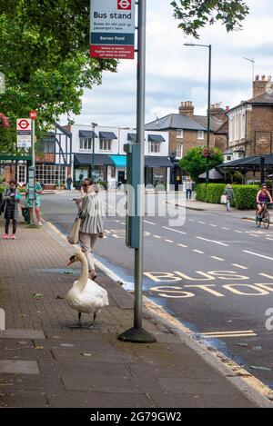 Londra, Regno Unito. 12 luglio 2021. Swan alla fermata dell'autobus a Barnes Common. Credit: JOHNNY ARMSTEAD/Alamy Live News Foto Stock
